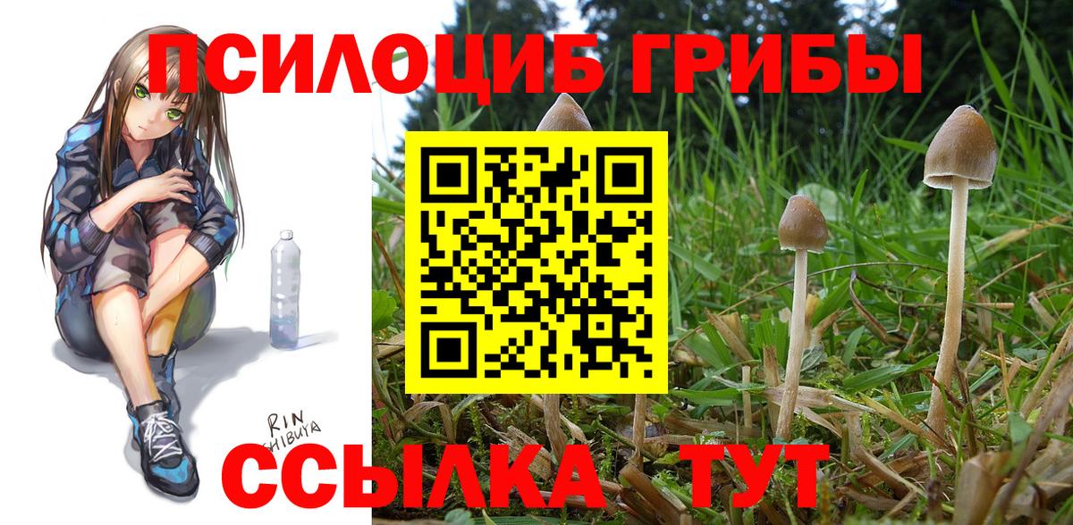 Галлюциногенные грибы Cubensis Майкоп